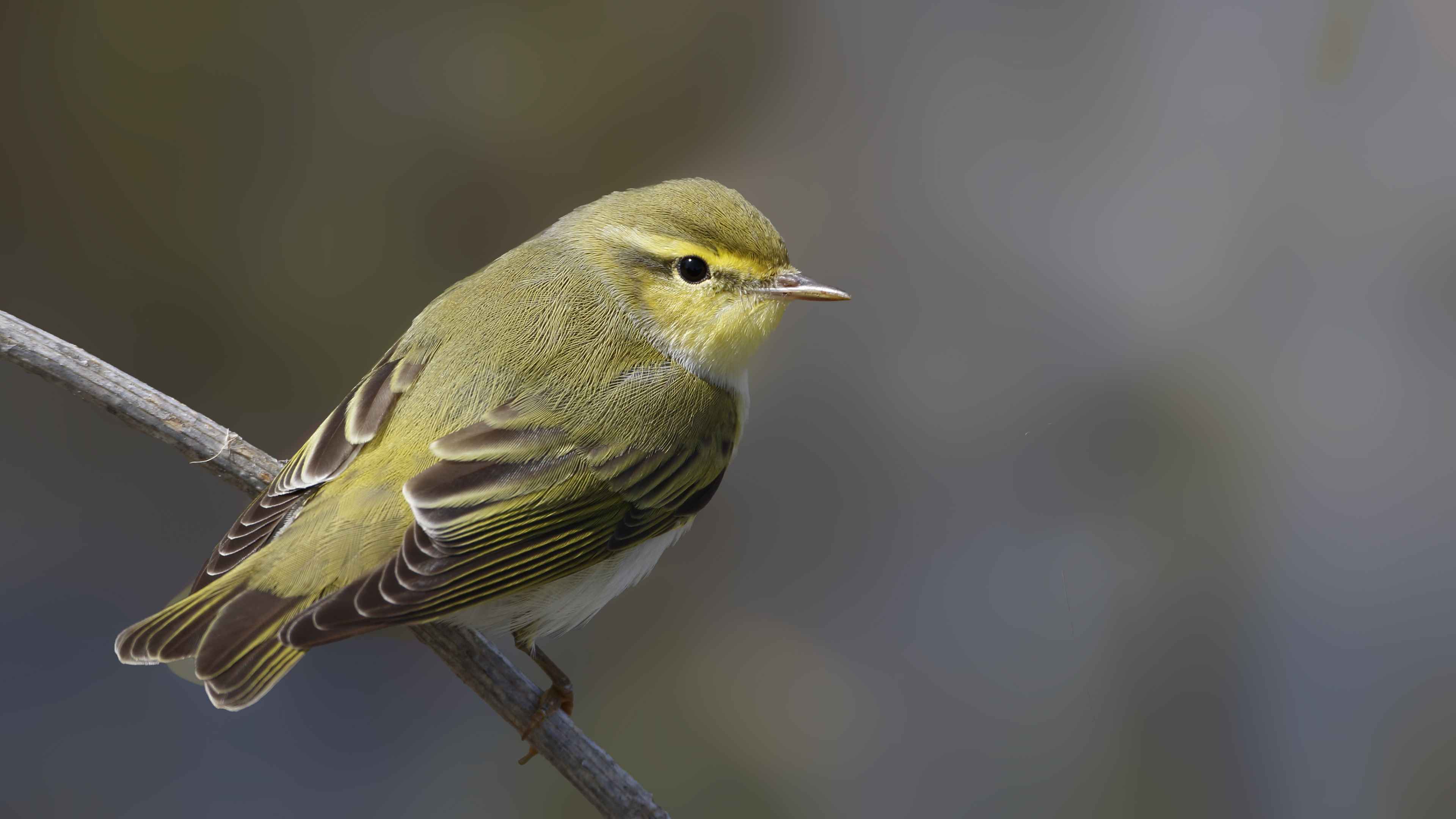 Wood Warbler